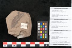 Foto (Objekt + Etikett) von Phyllocladus asplenioides Ettingshausen 1887 (NHMW-GEO-2024-0188-10346b)